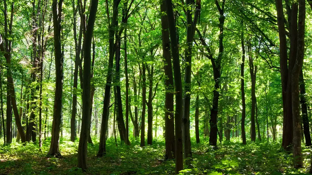 forest